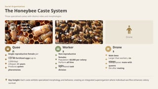 different Behavioural Activities of Honeybee.pptx