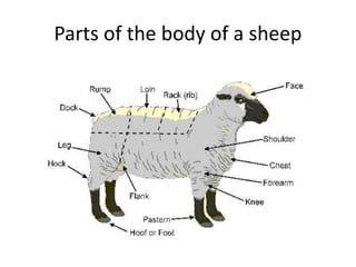 Different breeds of sheep and their characteristics | PPT