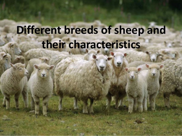 different breeds and their personalities different breeds of sheep and their characteristics different breeds and their personalities different breeds of sheep and their characteristics