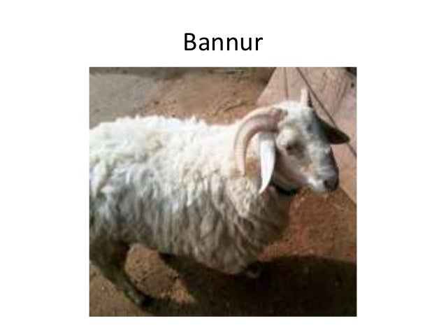 different breeds and their personalities different breeds of sheep and their characteristics different breeds and their personalities different breeds of sheep and their characteristics