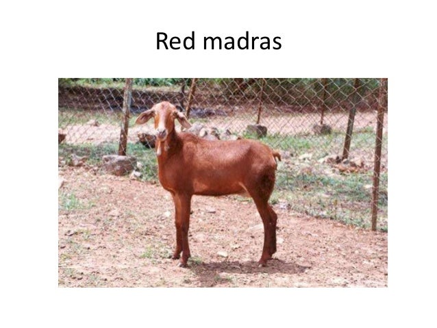 different breeds and their personalities different breeds of sheep and their characteristics different breeds and their personalities different breeds of sheep and their characteristics