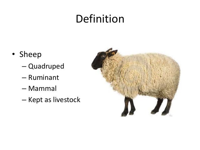 different breeds and their personalities different breeds of sheep and their characteristics different breeds and their personalities different breeds of sheep and their characteristics