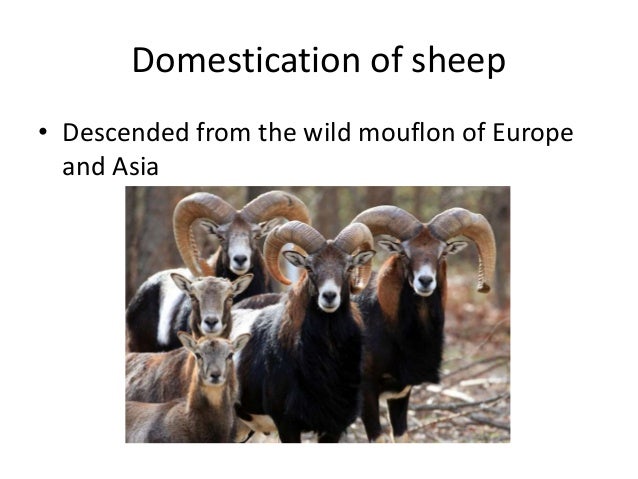 different breeds and their personalities different breeds of sheep and their characteristics different breeds and their personalities different breeds of sheep and their characteristics