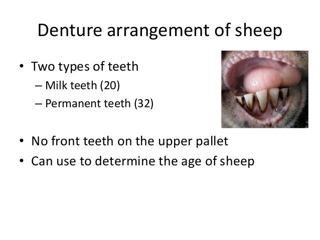 different breeds and their personalities different breeds of sheep and their characteristics different breeds and their personalities different breeds of sheep and their characteristics