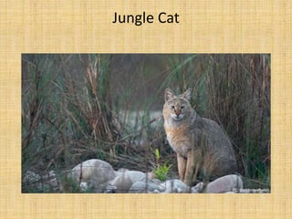 Jungle Cat
 