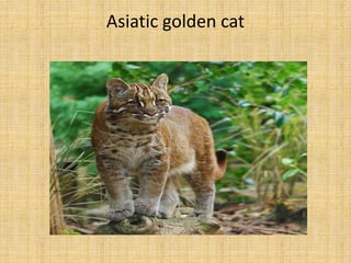 Asiatic golden cat
 