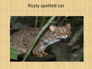 Rusty spotted cat
 
