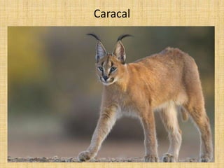 Caracal
 