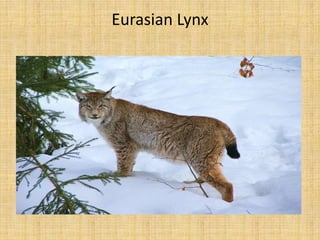 Eurasian Lynx
 