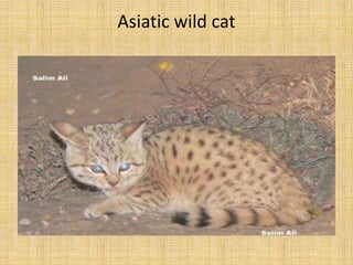 Asiatic wild cat
 