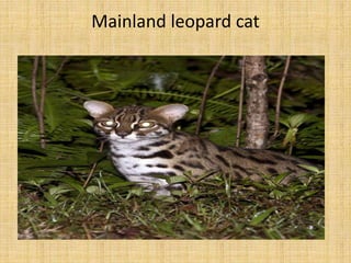 Mainland leopard cat
 