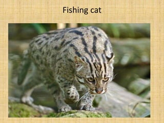 Fishing cat
 