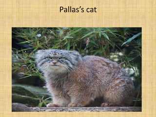 Pallas’s cat
 