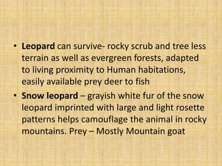 • Leopard can survive- rocky scrub and tree less
terrain as well as evergreen forests, adapted
to living proximity to Human habitations,
easily available prey deer to fish
• Snow leopard – grayish white fur of the snow
leopard imprinted with large and light rosette
patterns helps camouflage the animal in rocky
mountains. Prey – Mostly Mountain goat
 