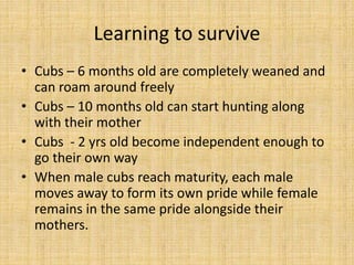 Learning to survive
• Cubs – 6 months old are completely weaned and
can roam around freely
• Cubs – 10 months old can start hunting along
with their mother
• Cubs - 2 yrs old become independent enough to
go their own way
• When male cubs reach maturity, each male
moves away to form its own pride while female
remains in the same pride alongside their
mothers.
 