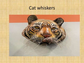 Cat whiskers
 