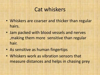 Cat whiskers
• Whiskers are coarser and thicker than regular
hairs.
• Jam packed with blood vessels and nerves
,making them more sensitive than regular
hair.
• As sensitive as human fingertips
• Whiskers work as vibration sensors that
measure distances and helps in chasing prey
 