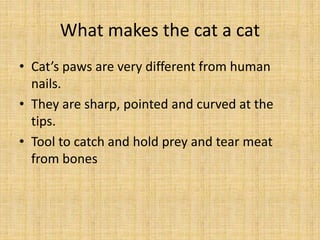 What makes the cat a cat
• Cat’s paws are very different from human
nails.
• They are sharp, pointed and curved at the
tips.
• Tool to catch and hold prey and tear meat
from bones
 