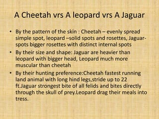 A Cheetah vrs A leopard vrs A Jaguar
• By the pattern of the skin : Cheetah – evenly spread
simple spot, leopard –solid spots and rosettes, Jaguar-
spots bigger rosettes with distinct internal spots
• By their size and shape: Jaguar are heavier than
leopard with bigger head, Leopard much more
muscular than cheetah
• By their hunting preference:Cheetah fastest running
land animal with long hind legs,stride up to 22
ft.Jaguar strongest bite of all felids and bites directly
through the skull of prey.Leopard drag their meals into
tress.
 