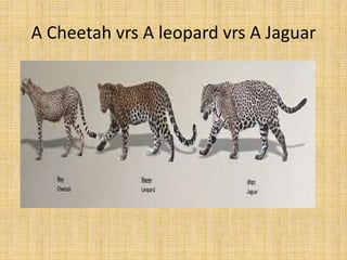 A Cheetah vrs A leopard vrs A Jaguar
 
