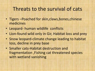 Threats to the survival of cats
• Tigers –Poached for skin,claws,bones,chinese
medicines
• Leopard- human wildlife conflicts
• Lion-found wild only in Gir, Habitat loss and prey
• Snow leopard-climate change leading to habitat
loss, decline in prey base
• Smaller cats-Habitat destruction and
fragmentation ,Fishing cat threatened species
with wetland vanishing
 