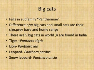 Big cats
• Falls in subfamily “Pantherinae”
• Difference b/w big cats and small cats are their
size,prey base and home range
• There are 5 big cats in world ,4 are found in India
• Tiger –Panthera tigris
• Lion- Panthera leo
• Leopard- Panthera pardus
• Snow leopard- Panthera uncia
 