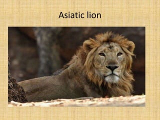 Asiatic lion
 