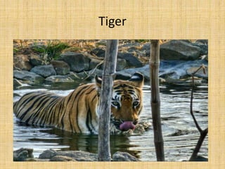 Tiger
 