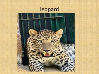 leopard
 