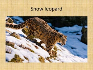 Snow leopard
 