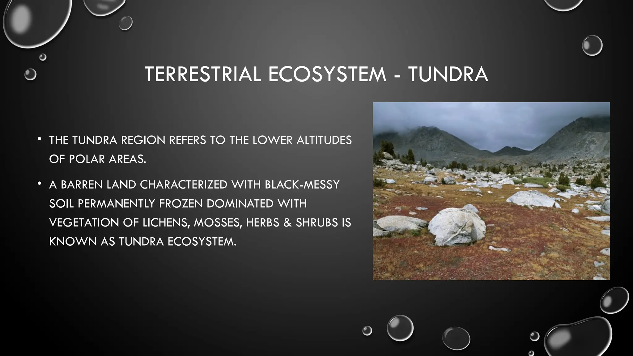 TERRESTRIAL ECOSYSTEM - TUNDRA
• THE TUNDRA REGION REFERS TO THE LOWER ALTITUDES
OF POLAR AREAS.
• A BARREN LAND CHARACTERIZED WITH BLACK-MESSY
SOIL PERMANENTLY FROZEN DOMINATED WITH
VEGETATION OF LICHENS, MOSSES, HERBS & SHRUBS IS
KNOWN AS TUNDRA ECOSYSTEM.
 