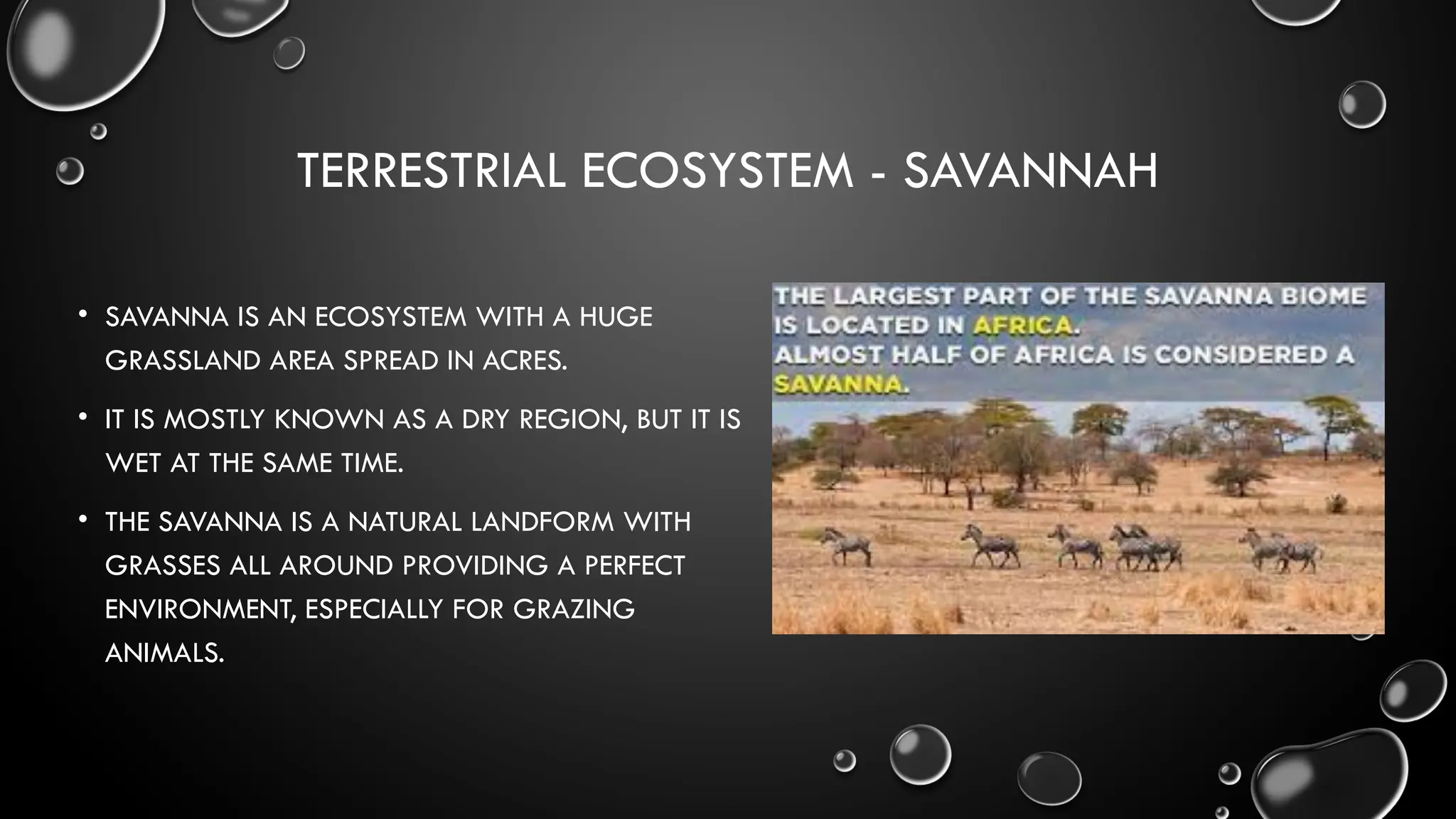 TERRESTRIAL ECOSYSTEM - SAVANNAH
• SAVANNA IS AN ECOSYSTEM WITH A HUGE
GRASSLAND AREA SPREAD IN ACRES.
• IT IS MOSTLY KNOWN AS A DRY REGION, BUT IT IS
WET AT THE SAME TIME.
• THE SAVANNA IS A NATURAL LANDFORM WITH
GRASSES ALL AROUND PROVIDING A PERFECT
ENVIRONMENT, ESPECIALLY FOR GRAZING
ANIMALS.
 