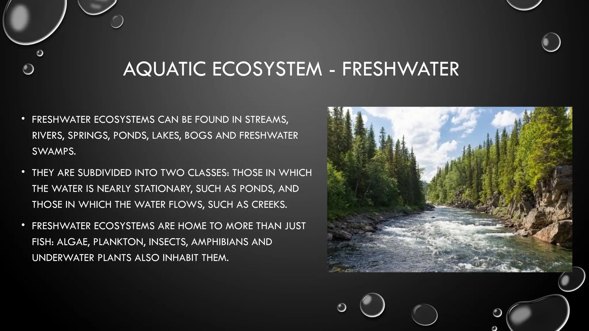 AQUATIC ECOSYSTEM - FRESHWATER
• FRESHWATER ECOSYSTEMS CAN BE FOUND IN STREAMS,
RIVERS, SPRINGS, PONDS, LAKES, BOGS AND FRESHWATER
SWAMPS.
• THEY ARE SUBDIVIDED INTO TWO CLASSES: THOSE IN WHICH
THE WATER IS NEARLY STATIONARY, SUCH AS PONDS, AND
THOSE IN WHICH THE WATER FLOWS, SUCH AS CREEKS.
• FRESHWATER ECOSYSTEMS ARE HOME TO MORE THAN JUST
FISH: ALGAE, PLANKTON, INSECTS, AMPHIBIANS AND
UNDERWATER PLANTS ALSO INHABIT THEM.
 