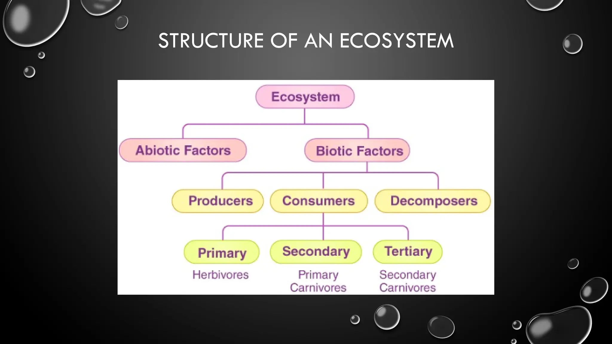 STRUCTURE OF AN ECOSYSTEM
 