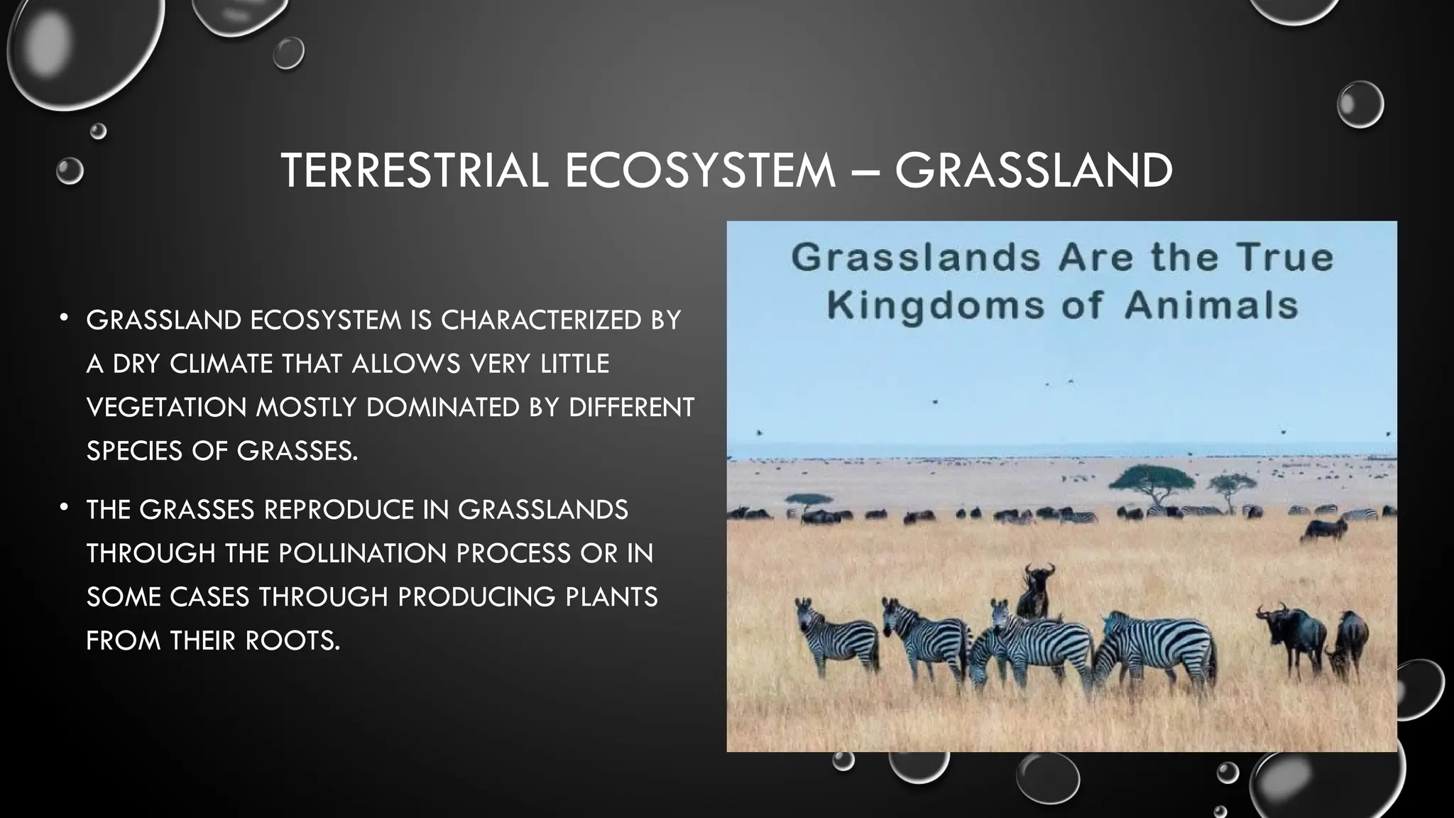 TERRESTRIAL ECOSYSTEM – GRASSLAND
• GRASSLAND ECOSYSTEM IS CHARACTERIZED BY
A DRY CLIMATE THAT ALLOWS VERY LITTLE
VEGETATION MOSTLY DOMINATED BY DIFFERENT
SPECIES OF GRASSES.
• THE GRASSES REPRODUCE IN GRASSLANDS
THROUGH THE POLLINATION PROCESS OR IN
SOME CASES THROUGH PRODUCING PLANTS
FROM THEIR ROOTS.
 