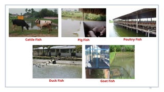 26
Cattle Fish Pig Fish Poultry Fish
Duck Fish Goat Fish
 