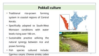 31
• Traditional rice-prawn farming
system in coastal regions of Central
Kerala.
• Specifically adapted to South-West
Monsoon conditions with water
levels rising over 100 cm.
• Sustainable practice utilizing the
natural synergy between rice and
prawn farming.
• Fish species cultured include:
Cyprinus carpio; Channa striata; Labeo
Pokkali culture
 