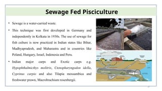 37
• Sewage is a water-carried waste.
• This technique was first developed in Germany and
independently in Kolkata in 1930s. The use of sewage for
fish culture is now practiced in Indian states like Bihar,
Madhyapradesh, and Maharastra and in countries like
Poland, Hungary, Israel, Indonesia and Peru.
• Indian major carps and Exotic carps e.g.
Hypophthalmicthys molitrix, Ctenopharyngodon idella,
Cyprinus carpio and also Tilapia mossambica and
freshwater prawn, Macrobrachium rosenbergii.
Sewage Fed Pisciculture
 