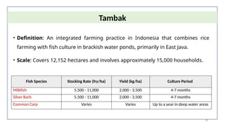 39
• Definition: An integrated farming practice in Indonesia that combines rice
farming with fish culture in brackish water ponds, primarily in East Java.
• Scale: Covers 12,152 hectares and involves approximately 15,000 households.
Tambak
Fish Species Stocking Rate (fry/ha) Yield (kg/ha) Culture Period
Milkfish 5,500 - 11,000 2,000 - 3,500 4-7 months
Silver Barb 5,500 - 11,000 2,000 - 3,500 4-7 months
Common Carp Varies Varies Up to a year in deep water areas
 