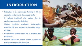 INTRODUCTION
• Pisciculture is the commercial farming of fish in
controlled environments like ponds or tanks.
• It replaces traditional wild capture due to
overfishing and species depletion.
• Modern methods emphasize sustainability,
protecting fish from predators, and ensuring proper
nutrition.
• Hatcheries also release young fish to replenish wild
populations.
• Farmers collaborate through unions to maintain
high-quality, responsible production.
 
