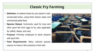 40
Classic Fry Farming
• Definition: A method where fry are raised in well-
constructed tanks, using fresh stream water and
commercial pellet feed.
• Species Raised: Commonly used for trout and
other sport fish from eggs to fry; also applicable
for catfish, tilapia, and carp.
• Purpose: Primarily employed to stock streams
with sport fish.
• Feed Requirements: Many cultured species
require no meat or fish products in their diet.
 