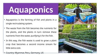 42
• Aquaponics is the farming of fish and plants in a
single recirculating system.
• The waste from the fish becomes the nutrients for
the plants, and the plants in turn remove these
nutrients from the water, purifying it for the fish.
• In this way, the fish waste is used to grow a plant
crop that becomes a second income stream for
little extra cost.
• Country: Myanmar, Peru, Germany, US
Aquaponics
 