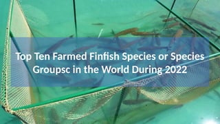 Top Ten Farmed Finfish Species or Species
Groupsc in the World During 2022
50
 
