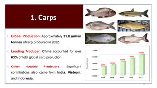 1. Carps
2018 2019 2020 2021 2022
27000
28500
30000
31500
33000
29015
29426
30208
30901
31788
thousand
tonnes
• Global Production: Approximately 31.8 million
tonnes of carp produced in 2022.
• Leading Producer: China accounted for over
63% of total global carp production.
• Other Notable Producers: Significant
contributions also came from India, Vietnam,
and Indonesia.
52
 