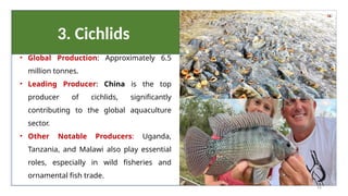 3. Cichlids
• Global Production: Approximately 6.5
million tonnes.
• Leading Producer: China is the top
producer of cichlids, significantly
contributing to the global aquaculture
sector.
• Other Notable Producers: Uganda,
Tanzania, and Malawi also play essential
roles, especially in wild fisheries and
ornamental fish trade.
56
 