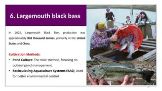 6. Largemouth black bass
In 2022, Largemouth Black Bass production was
approximately 804 thousand tonnes, primarily in the United
States and China.
Cultivation Methods:
• Pond Culture: The main method, focusing on
optimal pond management.
• Recirculating Aquaculture Systems (RAS): Used
for better environmental control.
62
 