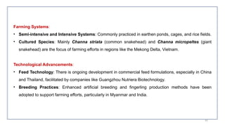 Farming Systems:
• Semi-intensive and Intensive Systems: Commonly practiced in earthen ponds, cages, and rice fields.
• Cultured Species: Mainly Channa striata (common snakehead) and Channa micropeltes (giant
snakehead) are the focus of farming efforts in regions like the Mekong Delta, Vietnam​
.
Technological Advancements:
• Feed Technology: There is ongoing development in commercial feed formulations, especially in China
and Thailand, facilitated by companies like Guangzhou Nutriera Biotechnology​
.
• Breeding Practices: Enhanced artificial breeding and fingerling production methods have been
adopted to support farming efforts, particularly in Myanmar and India​
.
65
 