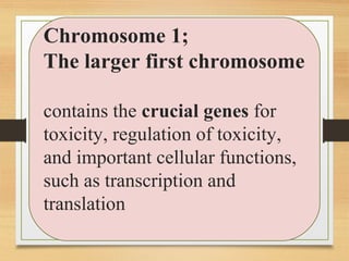 Chromosome 1;
The larger first chromosome
contains the crucial genes for
toxicity, regulation of toxicity,
and important cellular functions,
such as transcription and
translation
 
