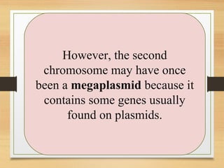 However, the second
chromosome may have once
been a megaplasmid because it
contains some genes usually
found on plasmids.
 
