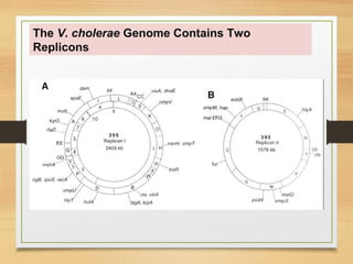 The V. cholerae Genome Contains Two 
Replicons
 